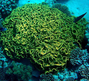 Rillen- oder Salatkoralle