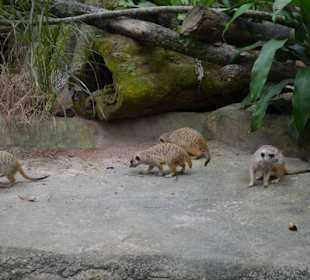 Singapur Zoo