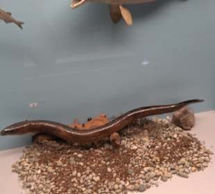 Natur- und Jagdmuseum