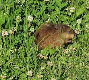 Stadtrundgang Büsum
