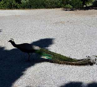 Lalissos, Panagia Filerimos