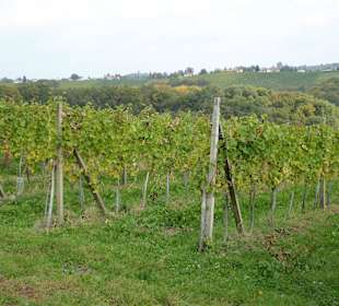 Weinbauernhof Hlebec