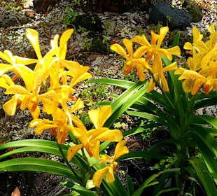 Orchideengarten