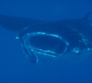 Manta