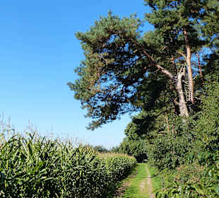 Entlang am Maisfeld