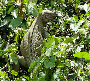 Nature Complete Tour 