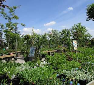 Peterhof-Pflanzen in Hanhofen