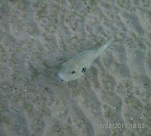 Fisch im Meer direkt vor dem Hotel Grand Seas Hostmark Resor