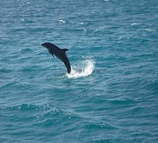 Delfinausflug mit Mo