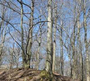 TraumRunde Schwanberg: am Keltenwall