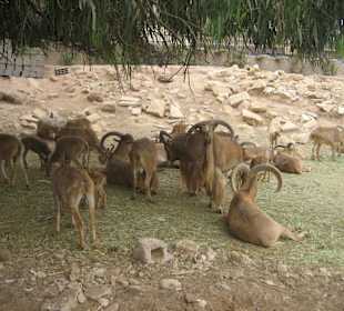 Vogelpark in der Nähe vom Hotel Atlantic