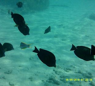 Schnorcheln Marsa Alam