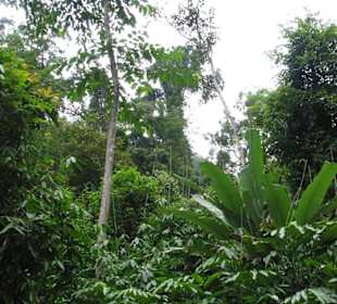 Weg zum Wasserfall durch den Wald