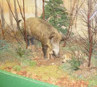 Vogel-und Jagdtierkunde