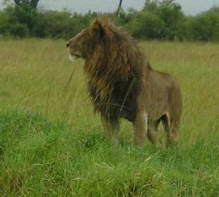 Safari Masai Mara