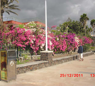 Promenade mit der Blütenpracht