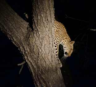 Wildhunde haben uns zum Leoparden geführt