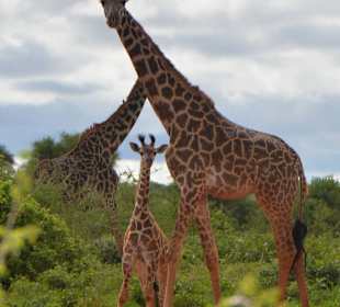 Giraffen in Tsavo West