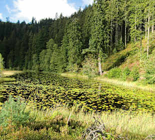 Wandern Bannwald Baiersbronn