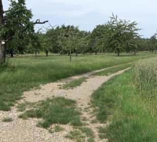 Premiumspazierweg Früchtetrauf-Leisawegle