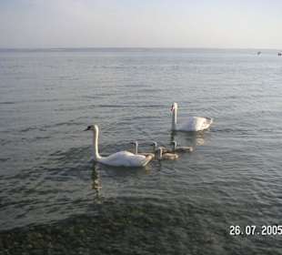 Idyllisches am See