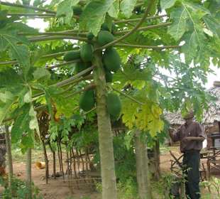 Papaya frisch vom Baum