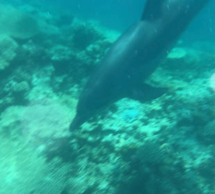 Delfin Tour Makadi Bay