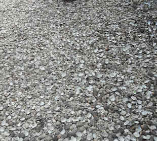 Und überall - Muscheln!