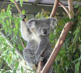 Koala wie ein Supermodell