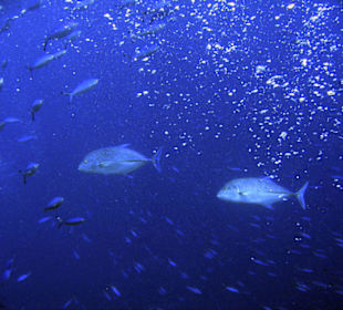 Nurkowanie w Sharm el Sheikh - podwodne życie