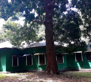 Masingini Forest
