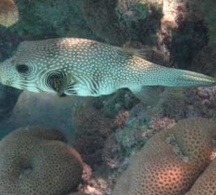 Kofferfisch im Hausriff des Hotel Gorgonia Beach