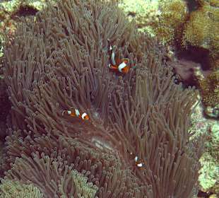 Anemonenfische