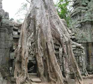 Ta Prohm Tempel