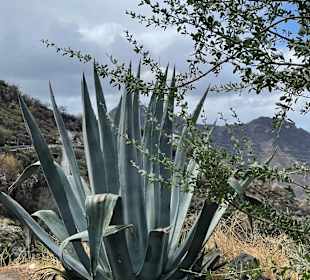 Inselrundfahrt Gran Canaria