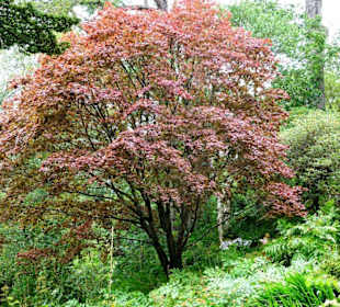 Himalaya-Garden Glenveagh Castle