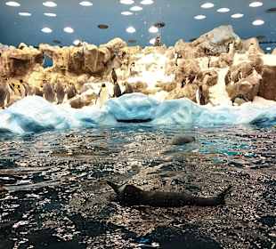 Pingwiny w Loro Park