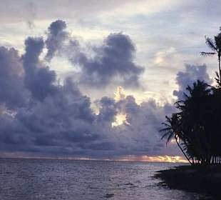 Morgendämmerung unter Palmen