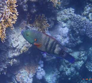 Schnorcheln Marsa Alam