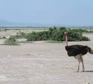 Tsavo Ost