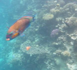 Schöner bunter Fisch