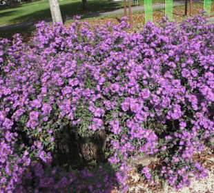 Kneipp`scher Sinnesgarten