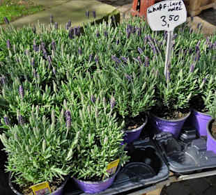 Rundgang über den Bremer Blumenmarkt im Frühling
