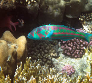 Schnorcheln Makadi Bay