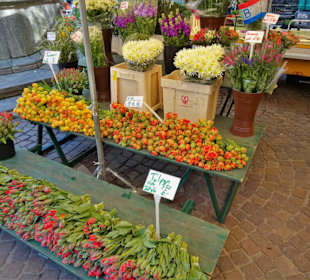 Rundgang über den Bremer Blumenmarkt im Frühling