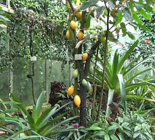 Tropicarium - Feuchte Tropen