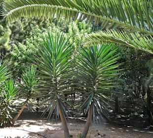 Eindrücke von der Wanderung durch den Palmenhain