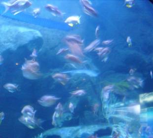 Oceanarium