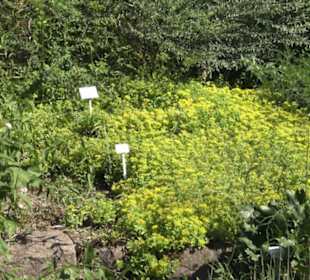Botanischer Garten