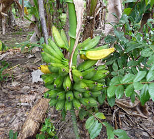 Tropical River Tour  – Oktober 2014